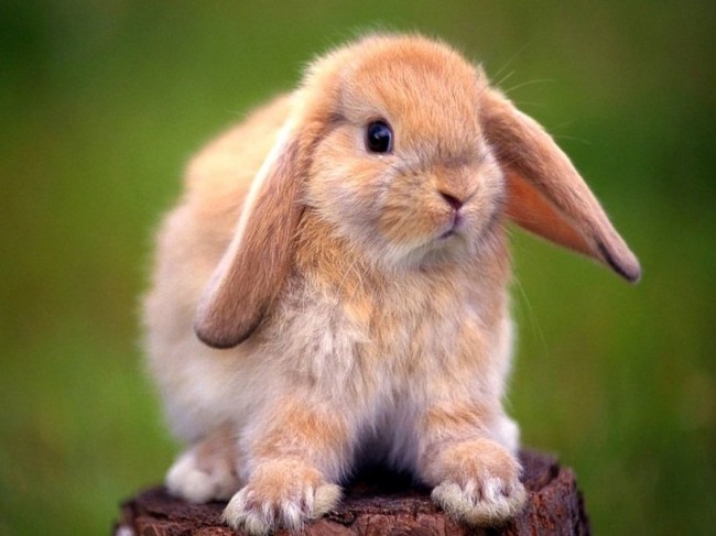 conejos-fotos-de-conejos