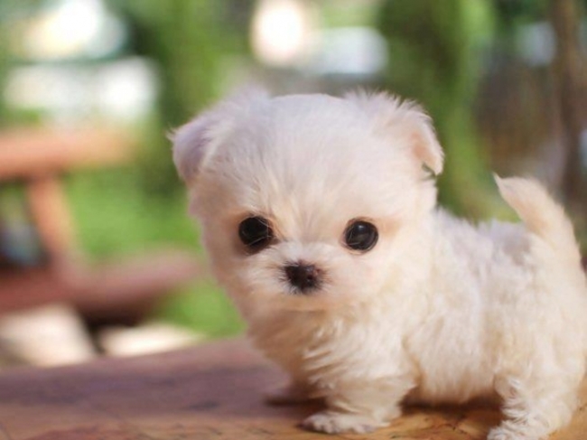 fotos-perros-pequeños-adorable