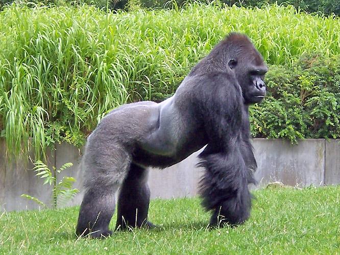 gorila-de-montaña