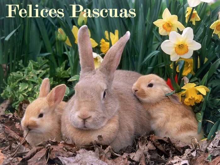 imagenes-felices-pascuas-conejos