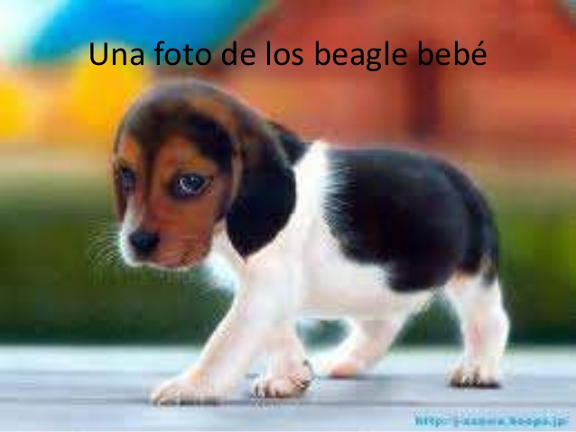 los-perros-de-la-raza-beagle-9-638