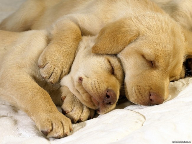 perros dormidos