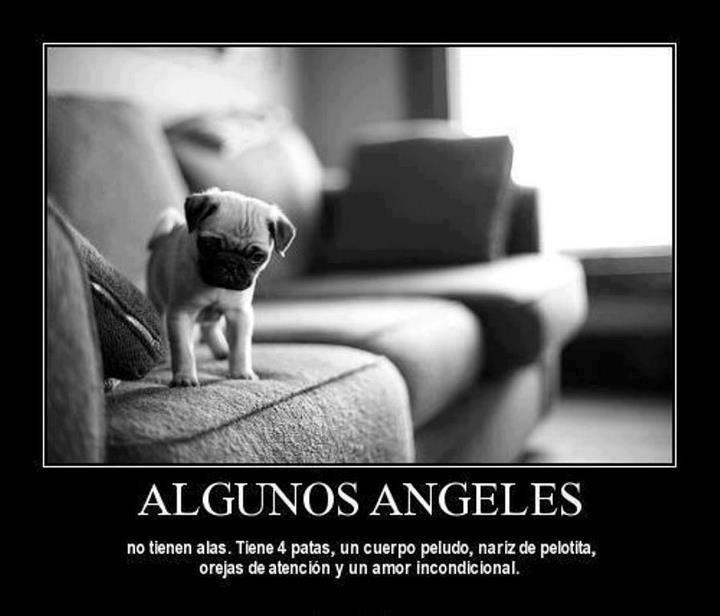 Animales-con-Frases-3