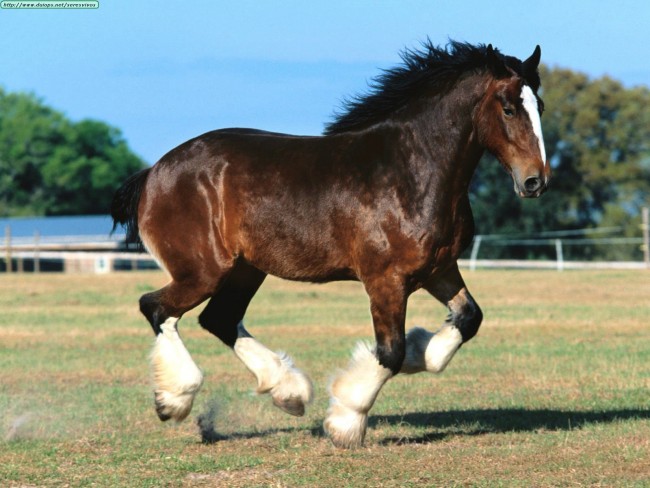 Animals Horses_Jalu, Shire