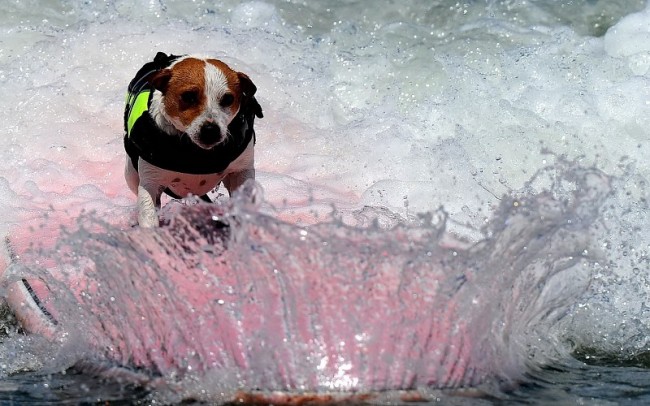 animals-dogs-canines-humor-funny-situations-sports-surfing-waves-ocean-sea-bubbles-foam-sparkle-drops-background-206285