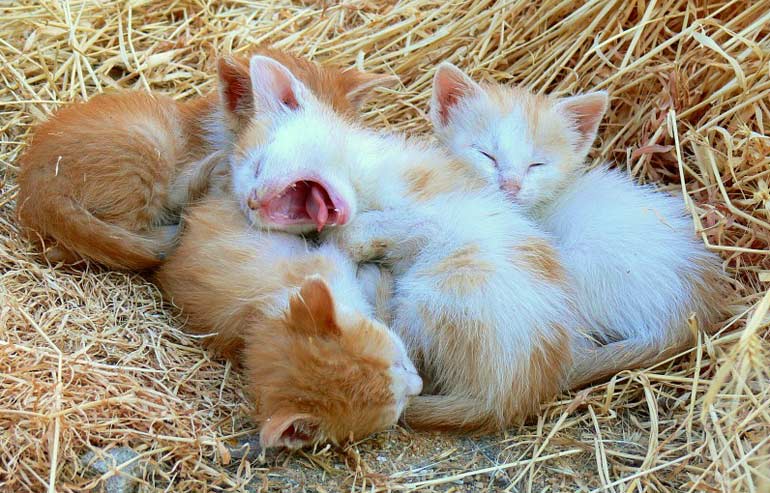 gatitos-durmiendo