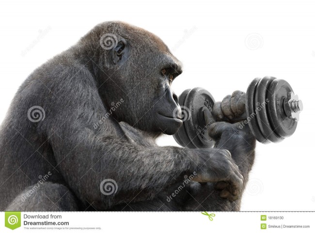 gorila-que-se-resuelve-con-una-pesa-de-gimnasia-18169130