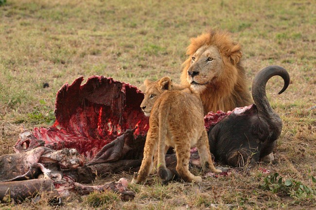 800px-Male_Lion_and_Cub_Chitwa_South_Africa_Luca_Galuzzi_2004