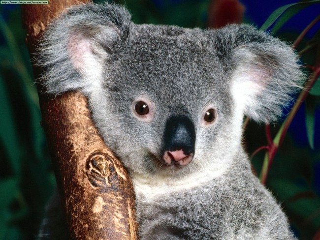 Animals Australian Outback_Cuddly Koala