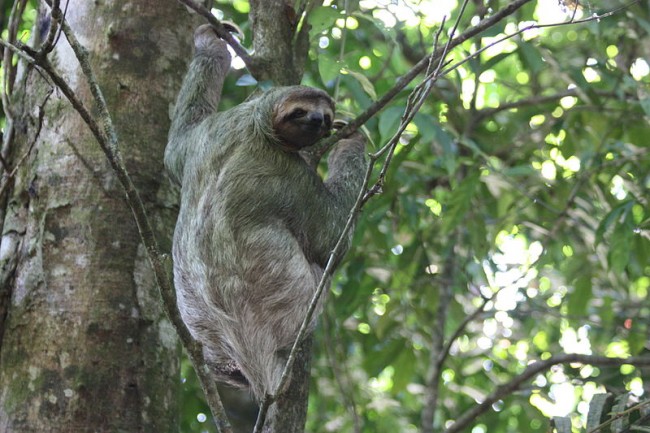 Brown-throated sloth_Charlesjsharp
