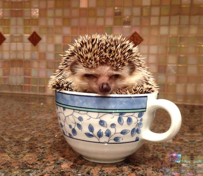Cuteness-Explosion-Animals-In-Cups38__700