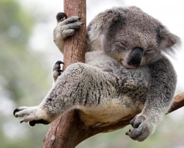 Descubren-la-causa-de-los-sonidos-de-los-koalas