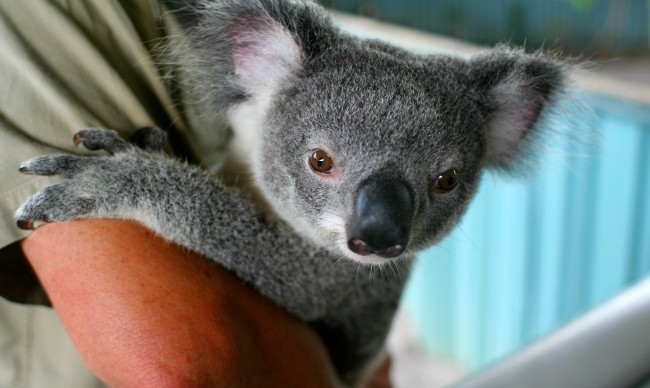 Este-koala-es-¡super-tierno