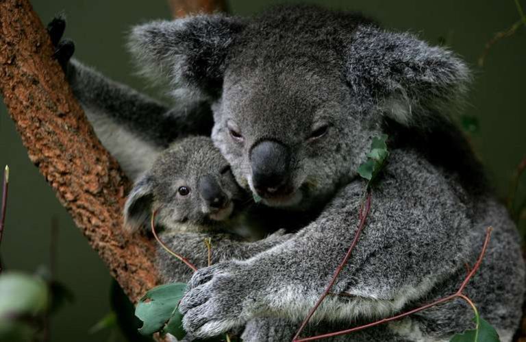 Imágenes de tiernos koalas para descargar