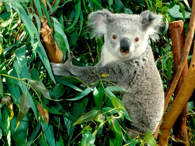 Hanging Out, Koala