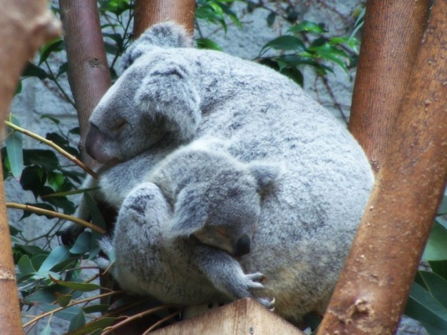 animales-bonitos-koalas