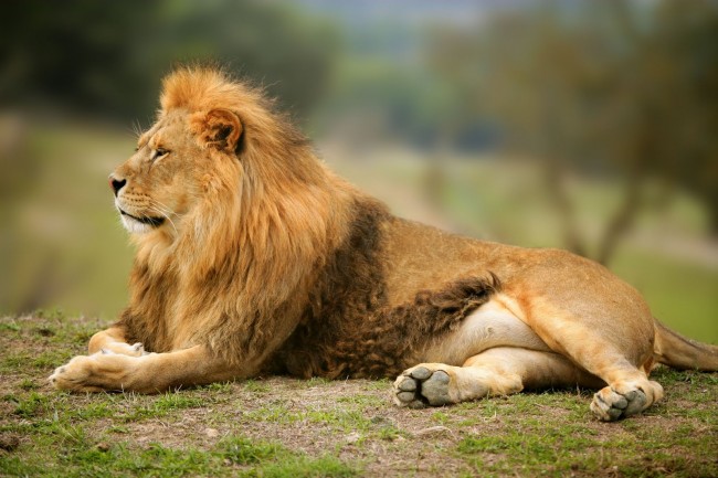 animales-leon-rey-de-la-selva-en-alta-resolucion-gratis-felinos-salvajes