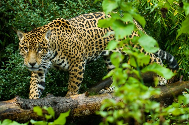 jaguar-wald-2