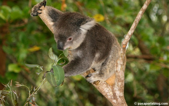 koala-eucalipto