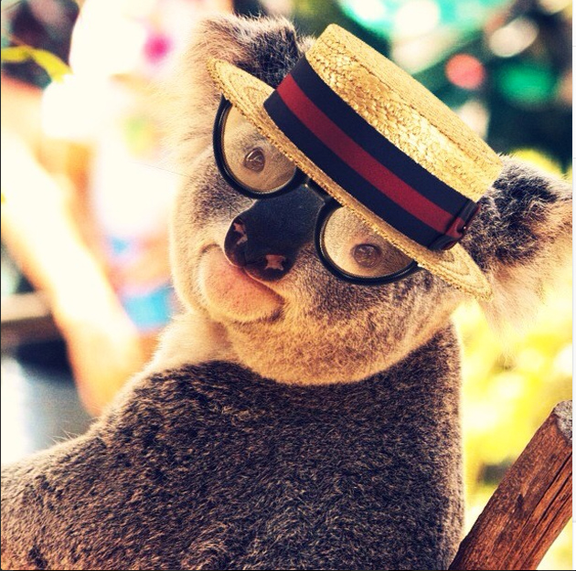 koala25mayo