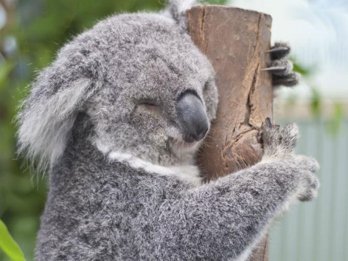 koalas-abrazo-arboles