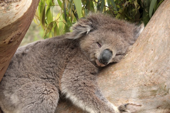 koalas-fotos-y-gifs-mejor-historia-1