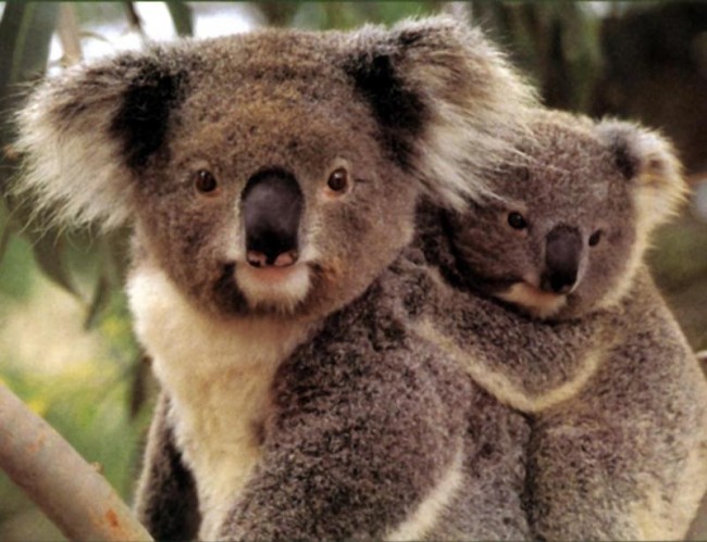 koalas-fotos-y-gifs-mejor-historia-4