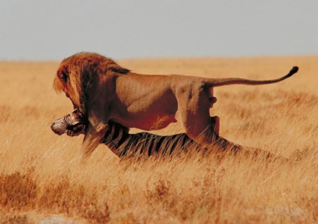 leon-cazando-con-una-presa-en-la-boca