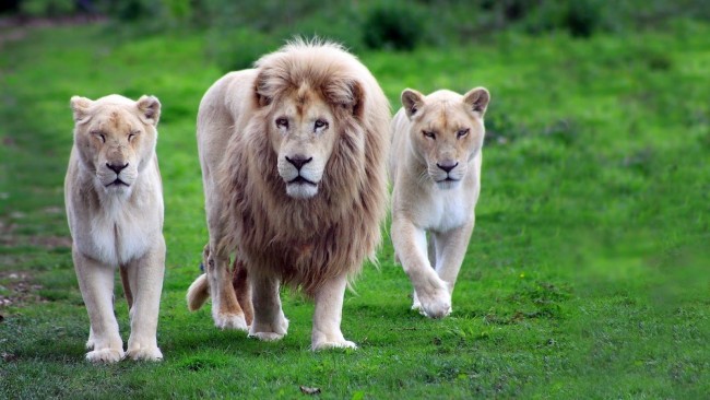 leon-y-leonas-felinos-cazando-