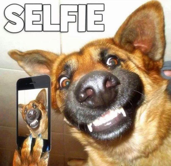 imagenes-de-selfie-de-perros-para-whatsapp