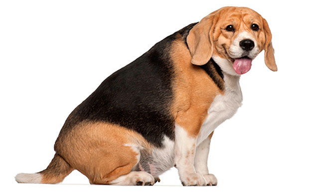obesidad_canina1