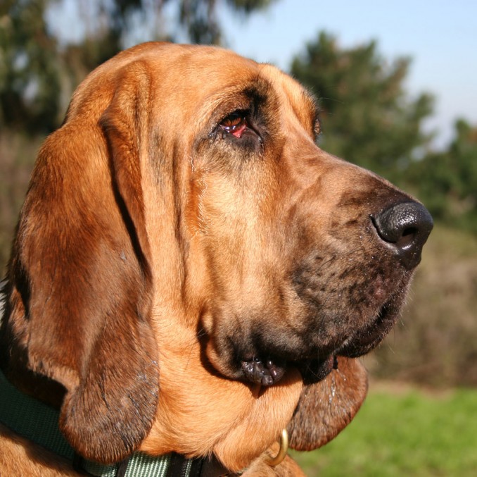 perro-bloodhound