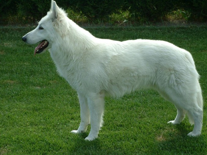 perro-pastor-blanco-suizo