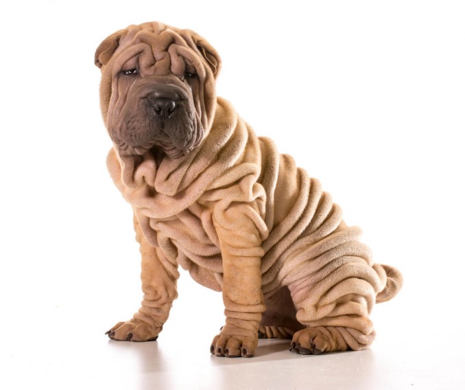 dog-chinese_shar_pei-a_young_chinese_shar_pei_puppy_with_lots_of_deep_wrinkles