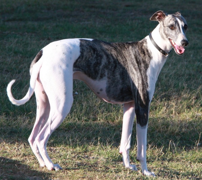 greyhound-1