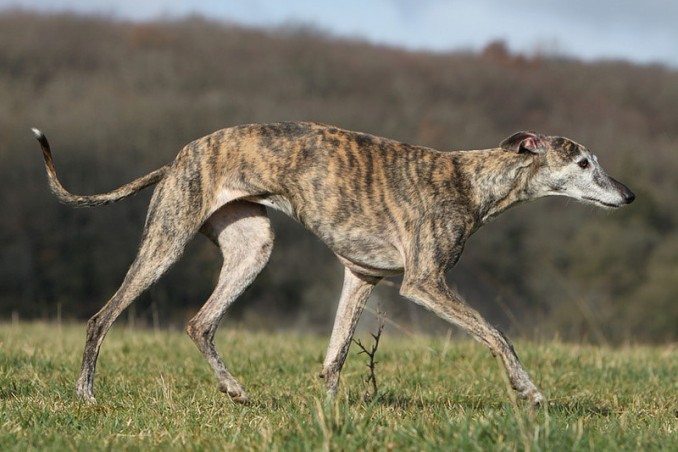 spanish-greyhound