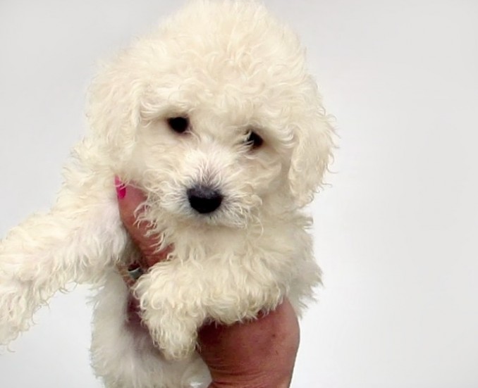 caniche-mini-micro-toy-hembra-blanca-cachorro-consulte-587901-mla20444961165_102015-f