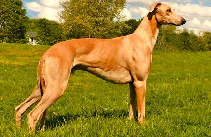 greyhound-693-x-451