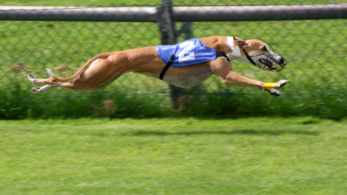 greyhound_racing_2_amk