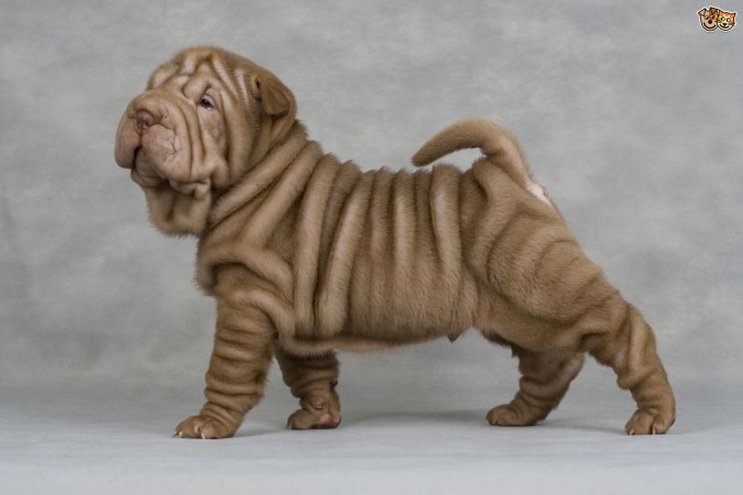 health-and-care-of-the-shar-pei-dog-5495479ec307b