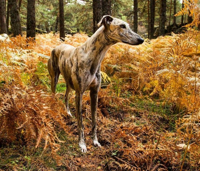 my-greyhound-and-i-have-set-out-to-change-the-destiny-that-this-breed-suffers-in-spain-7__880-min