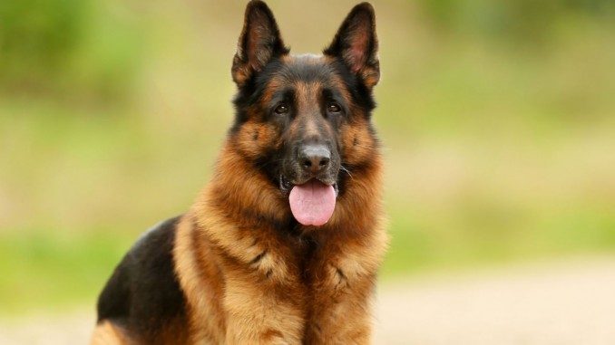 pastor-aleman-raza-perro-mascota-3-1280x720x80xx