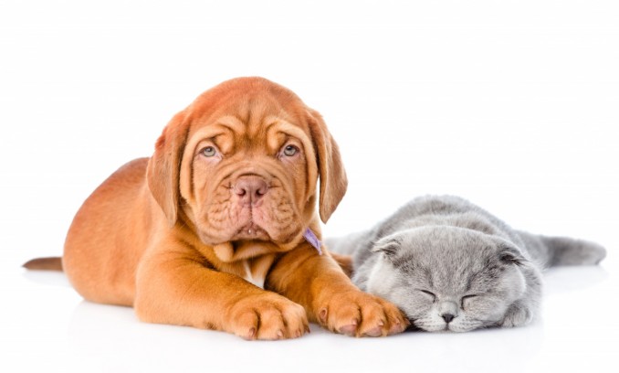 dogs_cats_puppy_kittens_492838