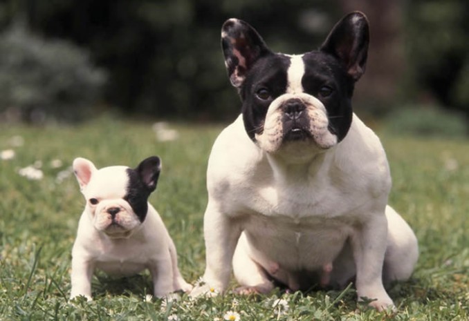 15-cosas-del-bulldog-frances-que-te-enamoraran-d