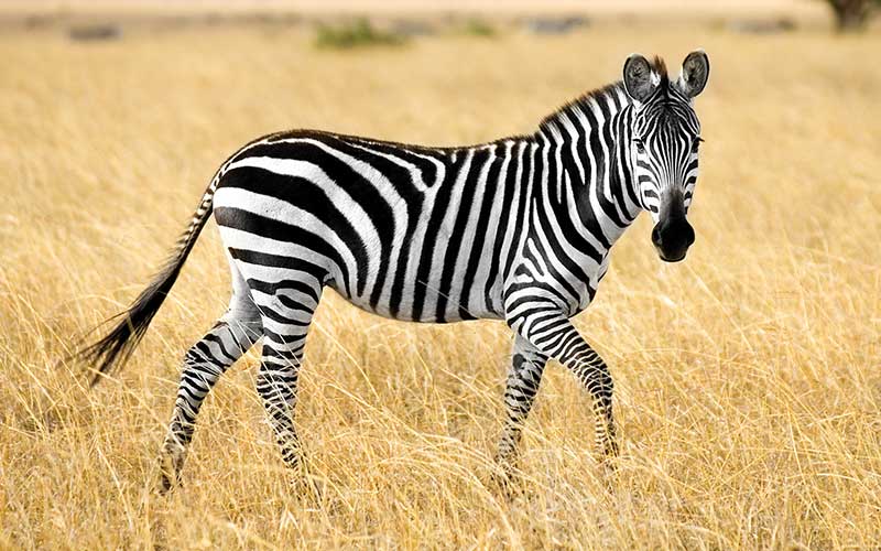 ¿Hay una Zebra en tu vida?